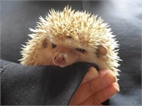 Male-Baby Hedgehog-8 weeks old