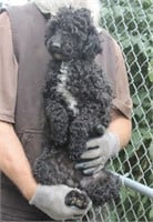 Male-Miniature Poodle-Intact, 2 years