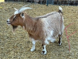 2 Female Pygmy Goats-Exposed, friends, one price