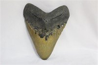 A Large Megalodon Tooth