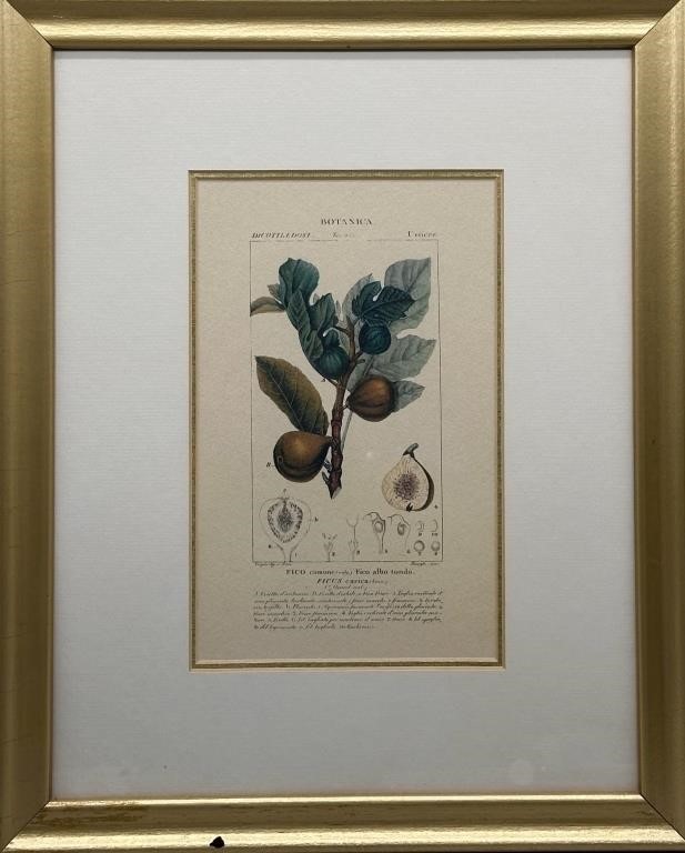 Vintage Gold Framed Botanical Print