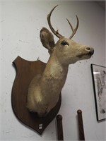 36" four-point deer mount on wooden wall shield