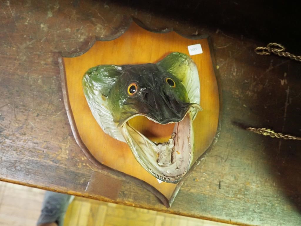 Taxidermy head of pike fish on 13" wooden plaque