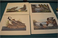 Set of 4 Water Fowl Prints