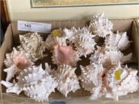 Recovered Seashells