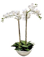 White Orchid Centerpiece with 5 Stems