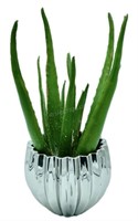 Aloe Plant in Chrome Ribbed Vase