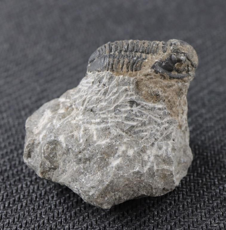 .78" Gerastos Trilobite Fossil Issoumour Morocco