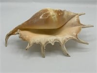 Large Spider Conch Shell Lambis Truncata