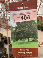 10 gallon Royal Red Norway Maple (10-12 ft)