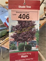 10 gallon Crimson King Maple (10-12 ft)