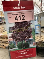 10 gallon Crimson King Maple (10-12 ft)