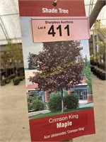 10 gallon Crimson King Maple (10-12 ft)