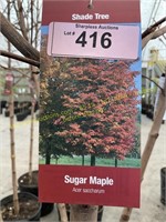 10 gallon Sugar Maple (10-12 ft)