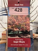 10 gallon Fall Fiesta Sugar Maple (10-12 ft)