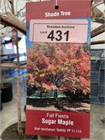 10 gallon Fall Fiesta Sugar Maple (10-12 ft)