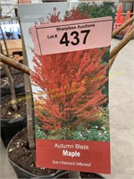 10 gallon Autumn Blaze Maple (10-12 ft)
