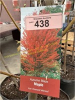 10 gallon Autumn Blaze Maple (10-12 ft)