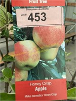 5 gallon Honey Crisp  Apple