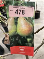 5 gallon Bartlett Pear