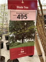 5 gallon Bur Oak