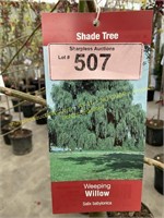 5 gallon Weeping Green Willow