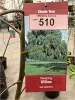 5 gallon Weeping Green Willow