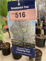 5 gallon Cleveland Select Flowering Pear
