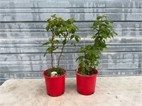 2 Red Raspberry Plants