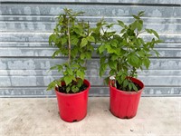 2 Red Raspberry Plants