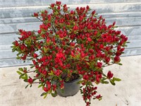 Fridoiline Azalea Plant