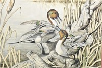 Pin Tail Ducks Game Bird Print by Pam Stoehsler