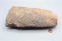 Stigmaria Fossil from Parrish, Alabama