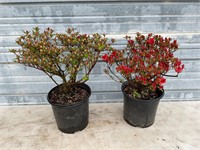 2 - Fridoline Azalea Plants