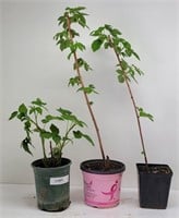 3 Red Raspberry Plants