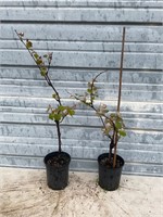 2 - Edible Grape Plants