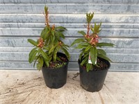 2 Taurus Rhododendron Plants