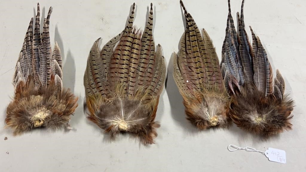 Four Pheasant Feathers