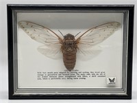 Framed Genuine Giant Cicada in Shadow Box