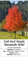 Maple Tree Fall Red Burgundy Belle