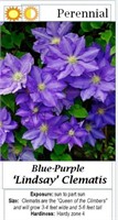 Clematis Vine Blu-Purple Lindsay Rebloomer