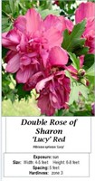 Rose of Sharon Red Lucy