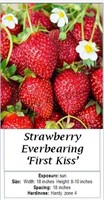 Strawberry Everbearing Sweet Kiss