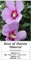 Rose of Sharon Lavender Pink Minerva