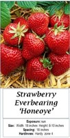 Strawberry Everbearing Honeoye