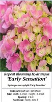 Hydrangea Pink Rebloomer Sensation