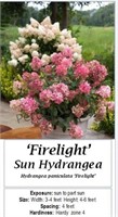 Hydrangea Sun Firelight Red