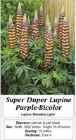 Super Duper Lupine Purple Manhattan Lights