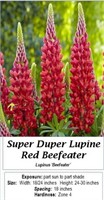 Super Duper Lupine Red Beefeater