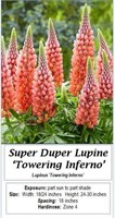 Super Duper Lupine Towering Inferno